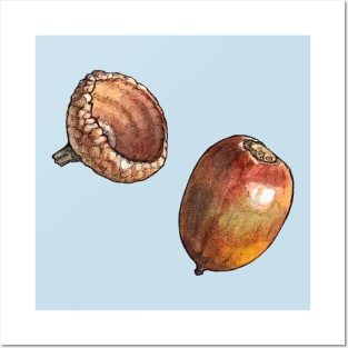 Acorn Watercolor Botanical Illustration Posters and Art